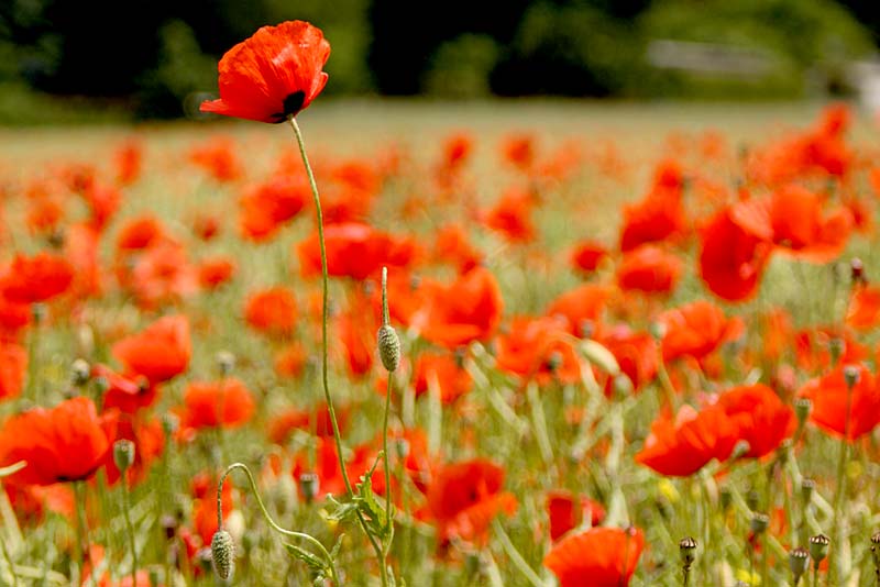 Remembrance Sunday