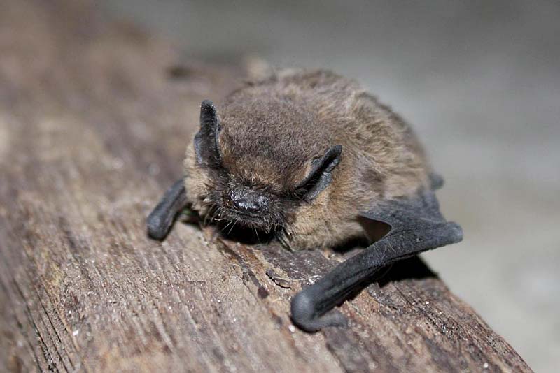 common pipistrelle bat