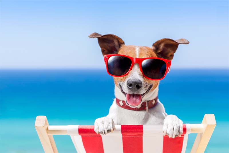 keep your dog hydrated