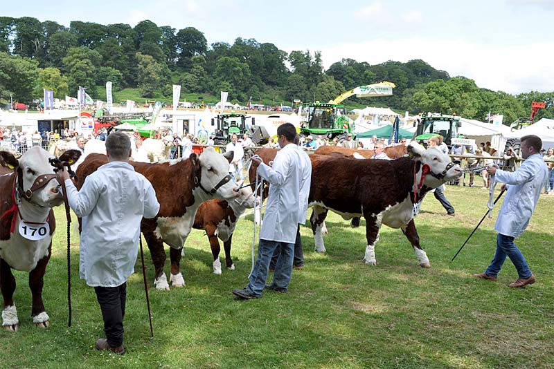supreme champion at newport show