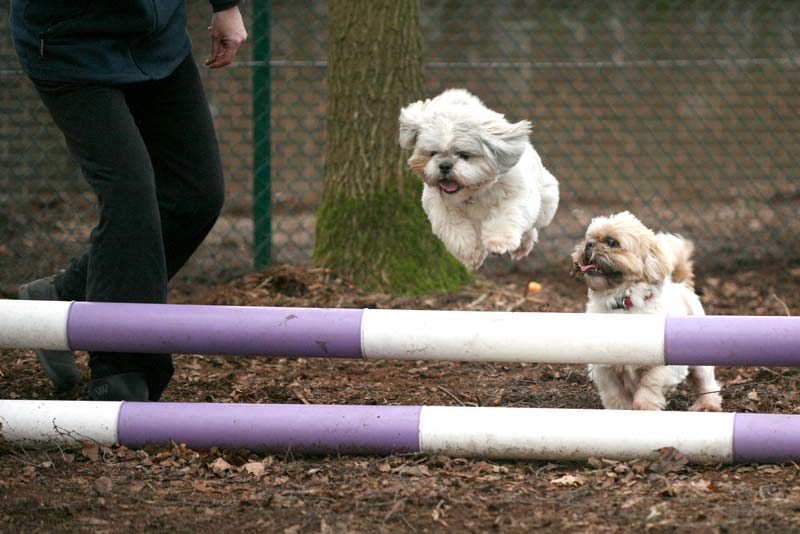 Chetwynd Firs Kennels & Cattery photo