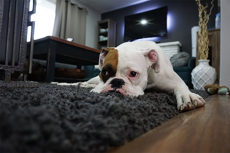 Rugs & Hardwood Flooring