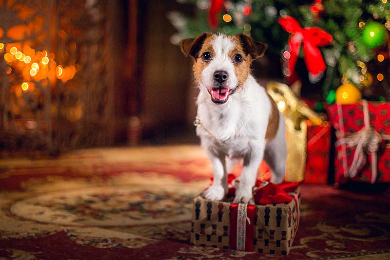 Publisher of All About Newport Christmas Guide