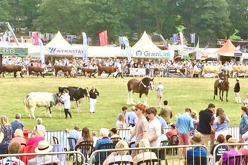 cattle at newport show