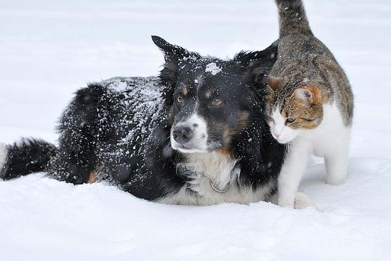 cat and dog play together in the winter snow