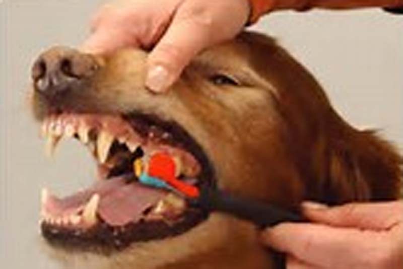 vet cleaning dogs teeth