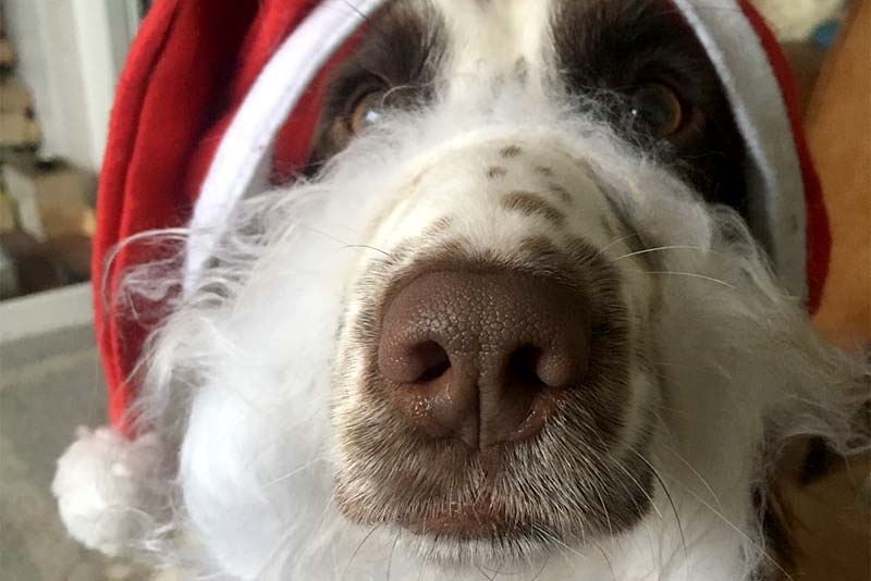 a dog wearing a red santa hat