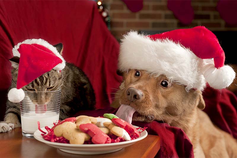 cat and dog eating christmas treats