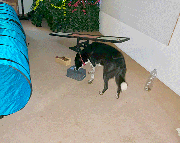 sensory room for dogs in newport