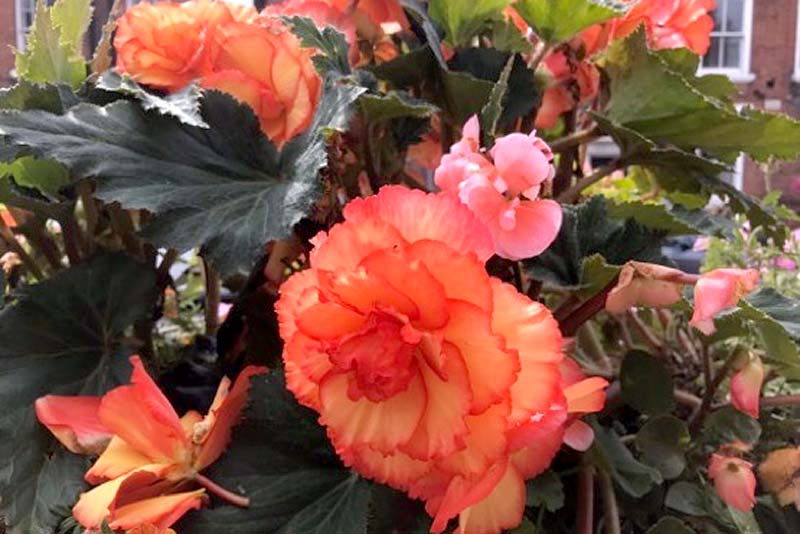 newport in bloom with flower baskets