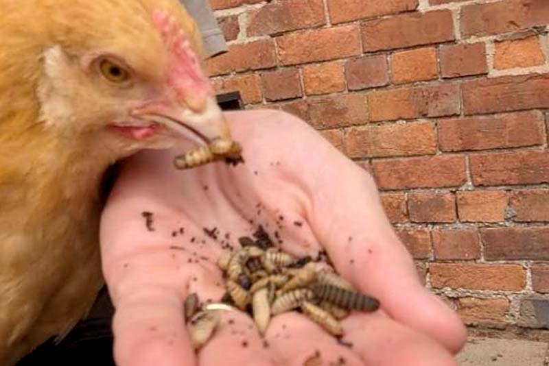 farmer feeds insects to happy hens