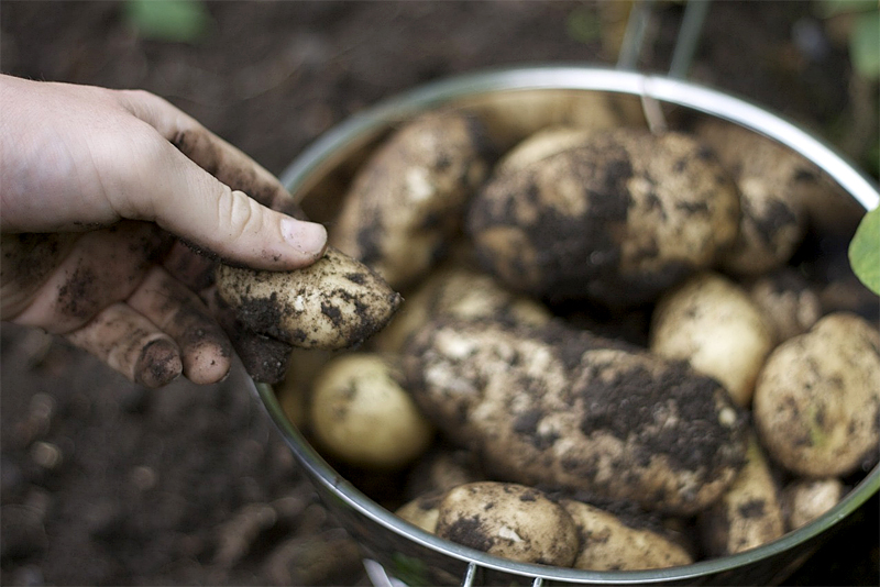 a hand digs up potatoes for newport show