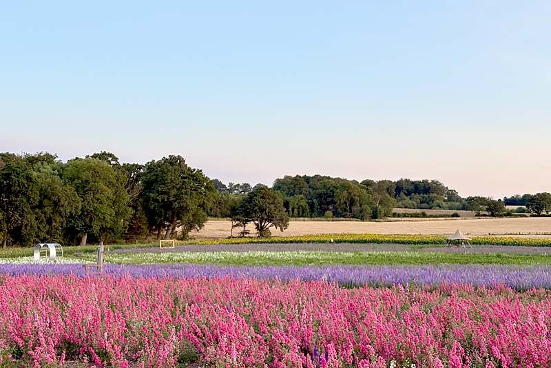 purple and yellow flowers in a countryside field
