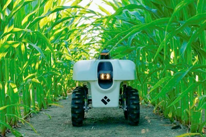 farming robot scans maize in a field